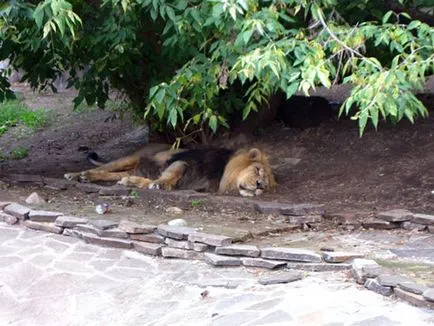 Москва Zoo снимка, адрес, метро, ​​цените на билетите, работното време, как да стигна до Москва