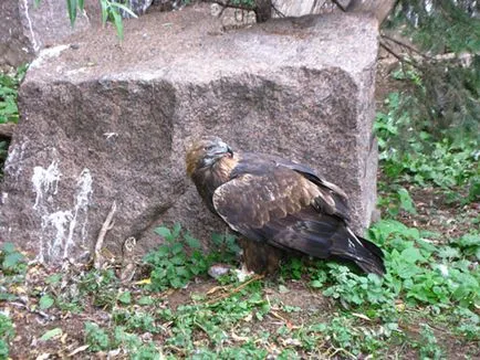 Москва Zoo снимка, адрес, метро, ​​цените на билетите, работното време, как да стигна до Москва