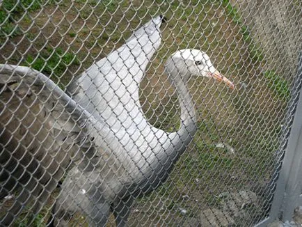 Москва Zoo снимка, адрес, метро, ​​цените на билетите, работното време, как да стигна до Москва