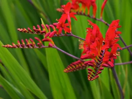Montbretsiya или Crocosmia отглеждане и поддръжка, снимка, машини, съоръжения градина