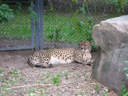 Москва Zoo снимка, адрес, метро, ​​цените на билетите, работното време, как да стигна до Москва