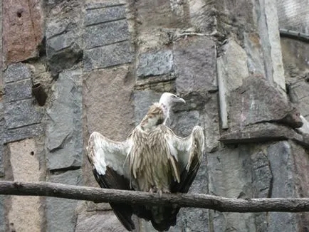 Москва Zoo снимка, адрес, метро, ​​цените на билетите, работното време, как да стигна до Москва