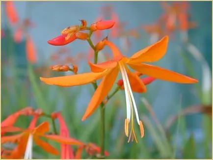 Montbretsiya или Crocosmia отглеждане и поддръжка, снимка, машини, съоръжения градина