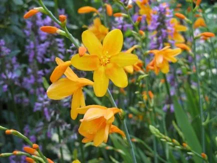 Montbretsiya или Crocosmia отглеждане и поддръжка, снимка, машини, съоръжения градина
