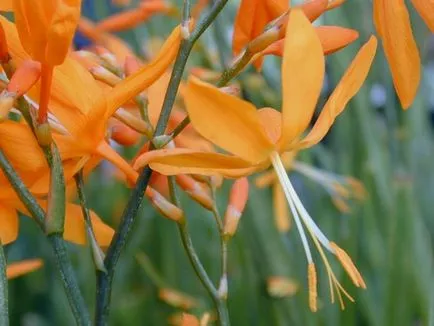 Montbretsiya или Crocosmia отглеждане и поддръжка, снимка, машини, съоръжения градина