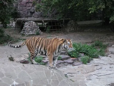 Москва Zoo снимка, адрес, метро, ​​цените на билетите, работното време, как да стигна до Москва