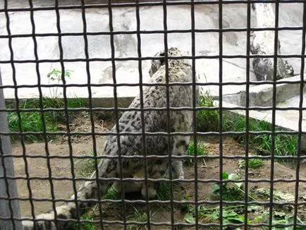 Москва Zoo снимка, адрес, метро, ​​цените на билетите, работното време, как да стигна до Москва