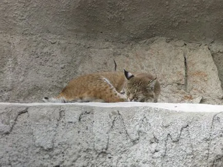 Москва Zoo снимка, адрес, метро, ​​цените на билетите, работното време, как да стигна до Москва