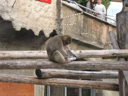 Москва Zoo снимка, адрес, метро, ​​цените на билетите, работното време, как да стигна до Москва
