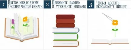 Как да си направим хербарий с ръцете си правилно