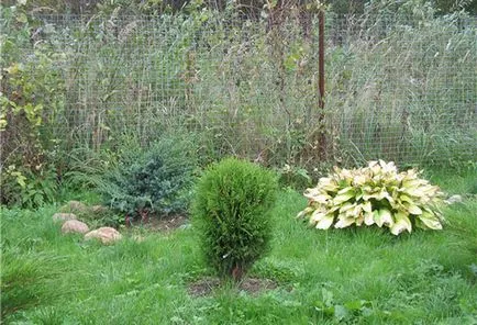 Как да се засадят Arborvitae през лятото - на правилната технология и тънкостите на грижи (грижи) Как да се засадят Arborvitae през лятото - на правилната технология и тънкостите на грижи
