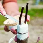 Морски зърнастец - сортове, отглеждане и поддръжка, кога и как да засадят