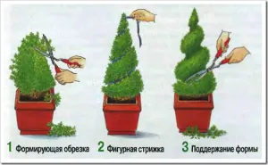 резитба смърч