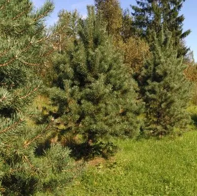 Резитба иглолистни дървета смърч, бор