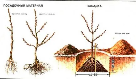 Морски зърнастец - засаждане и грижи в открито поле по всички правила, обичам моята градина