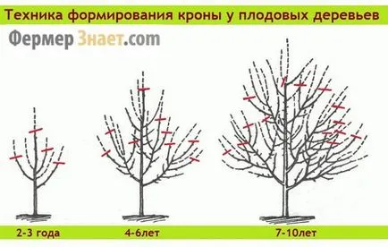Резитбата ябълкови дървета през пролетта, есента и лятото, тъй като реколтата правилно