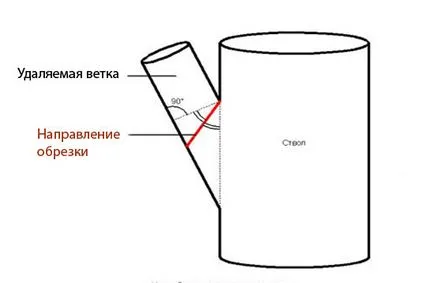 Резитба ябълкови дървета през пролетта - инструкции и диаграми за начинаещи