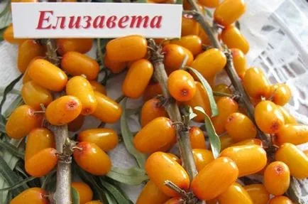 Морски зърнастец - сортове, отглеждане и поддръжка, кога и как да засадят