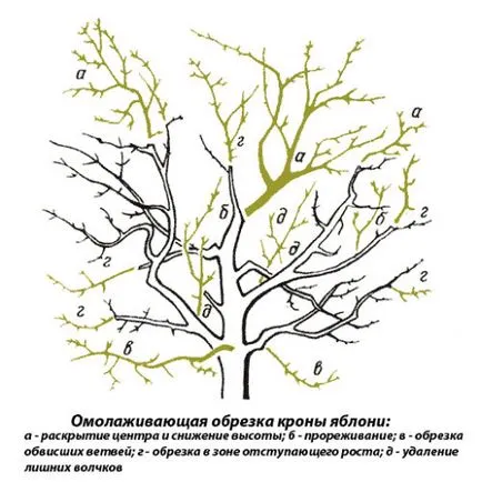 Резитба ябълкови дървета през пролетта - инструкции и диаграми за начинаещи