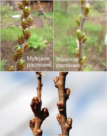 Морски зърнастец - сортове, отглеждане и поддръжка, кога и как да засадят