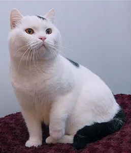 Цветове британски котки - британска котка и най-добрият!