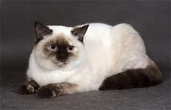 Цветове британски котки - британска котка и най-добрият!