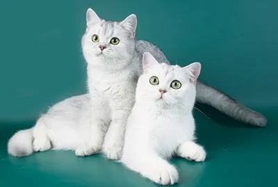 Цветове британски котки - британска котка и най-добрият!