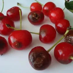 Основни болести череши симптоми и лечение