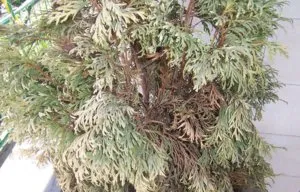 Основни болести и вредители Arborvitae причини, симптоми и лечение (лечение) Основни болести и неприятели Arborvitae причини, симптоми и лечение