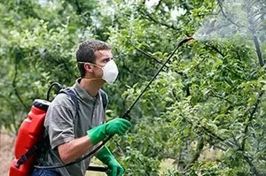 Пръскане овощни дървета след цъфтежа от вредители - магията на растения (плодове) Пръскане овощни дървета след цъфтежа от вредители - магически растения