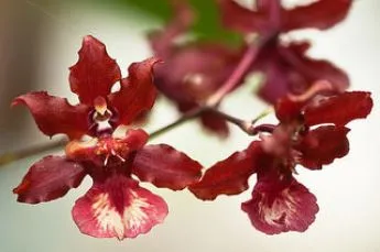 Orchid цвете стойност, символ на всеки цвят орхидея снимка