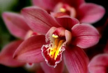 Orchid цвете стойност, символ на всеки цвят орхидея снимка