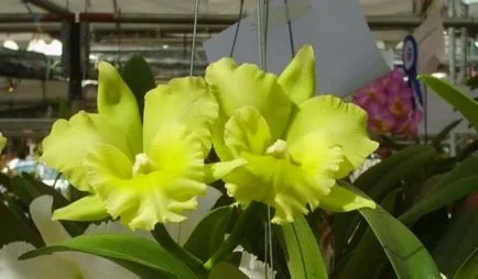 Orchid цвете стойност, символ на всеки цвят орхидея снимка