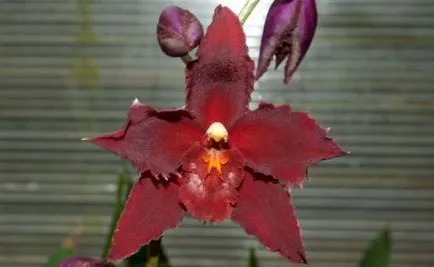 Orchid цвете стойност, символ на всеки цвят орхидея снимка