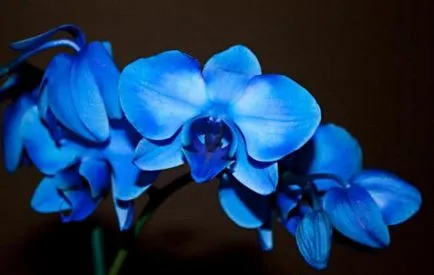 Orchid цвете стойност, символ на всеки цвят орхидея снимка