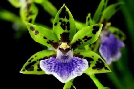 Orchid цвете стойност, символ на всеки цвят орхидея снимка