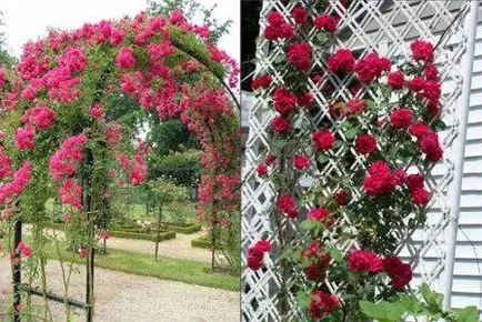 Подкрепа за катерене рози с ръцете си