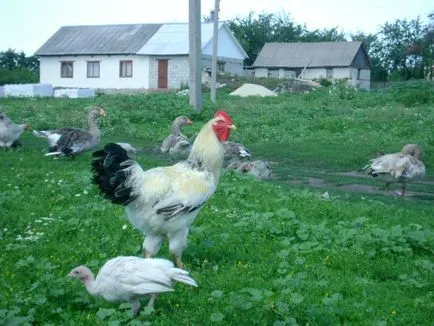 Описание yurlov crower порода пилета със снимки на нейни представители