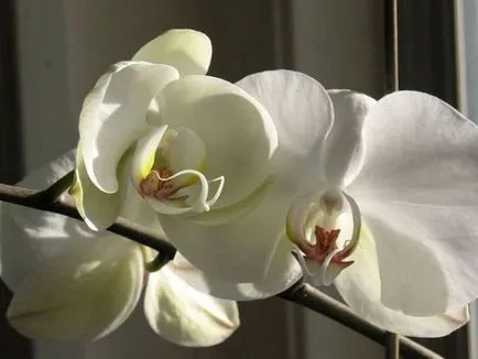 Orchid цвете стойност, символ на всеки цвят орхидея снимка