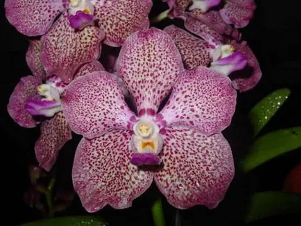 Orchid цвете стойност, символ на всеки цвят орхидея снимка