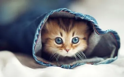 За това как котки умират