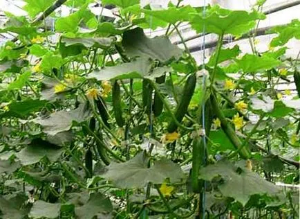 Parthenocarpic сортове краставици - това е, обичам моята градина