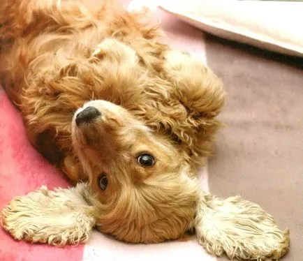 Хънтър английски кокер шпаньол