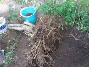Пресаждането Люляк лято видео стъпка по стъпка ръководство