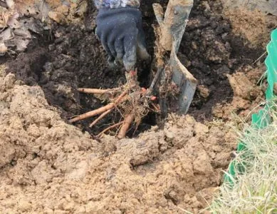 Трансплантация на божури кога да засадят навън на друго място през есента или пролетта