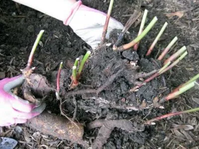 Трансплантация на божури кога да засадят навън на друго място през есента или пролетта