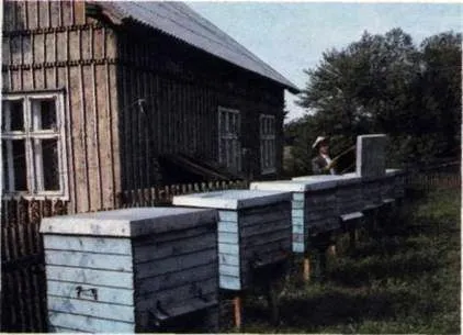 Roll павилион пчелин строителство