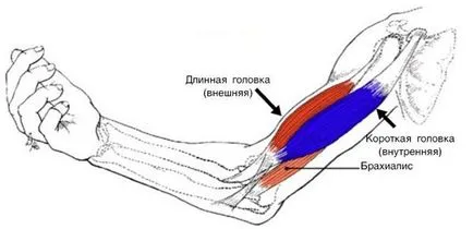 Spider огъването на бицепса и brachialis - люлка на ръката (рамо) Spider огъването на бицепса и brachialis - люлка оръжие