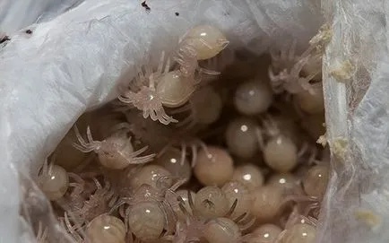 Spider тарантула начин на живот, хранене, размножаване