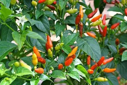 Pepper декоративна грижи у дома